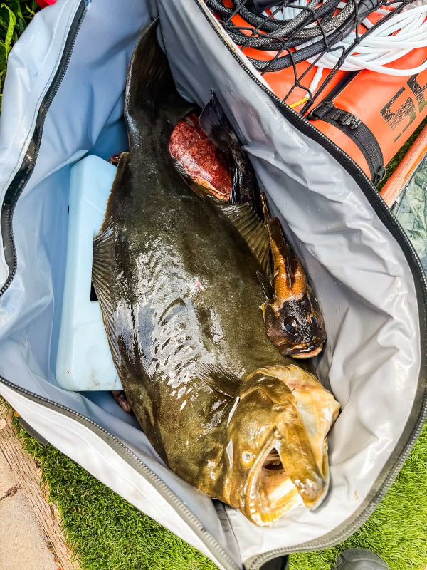 Two large fish inside a cooler with fishing equipment on a grassy background