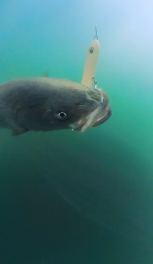 Fish interacting with a fishing lure underwater