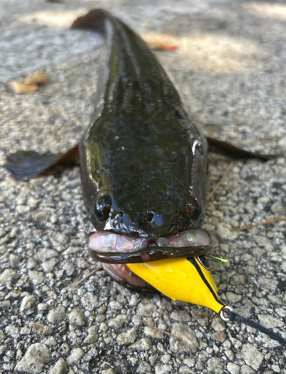 Invasive Lures Swamp Walker Hollow Body Frog