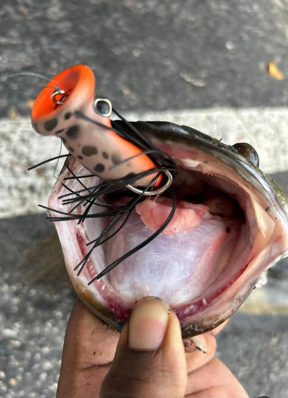 Invasive Lures Chuggerknot Hollow Body Popping Frog