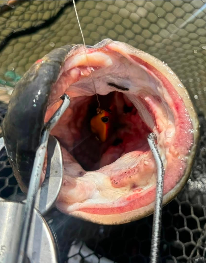 Invasive Lures King Cobra Planing Topwater Frog