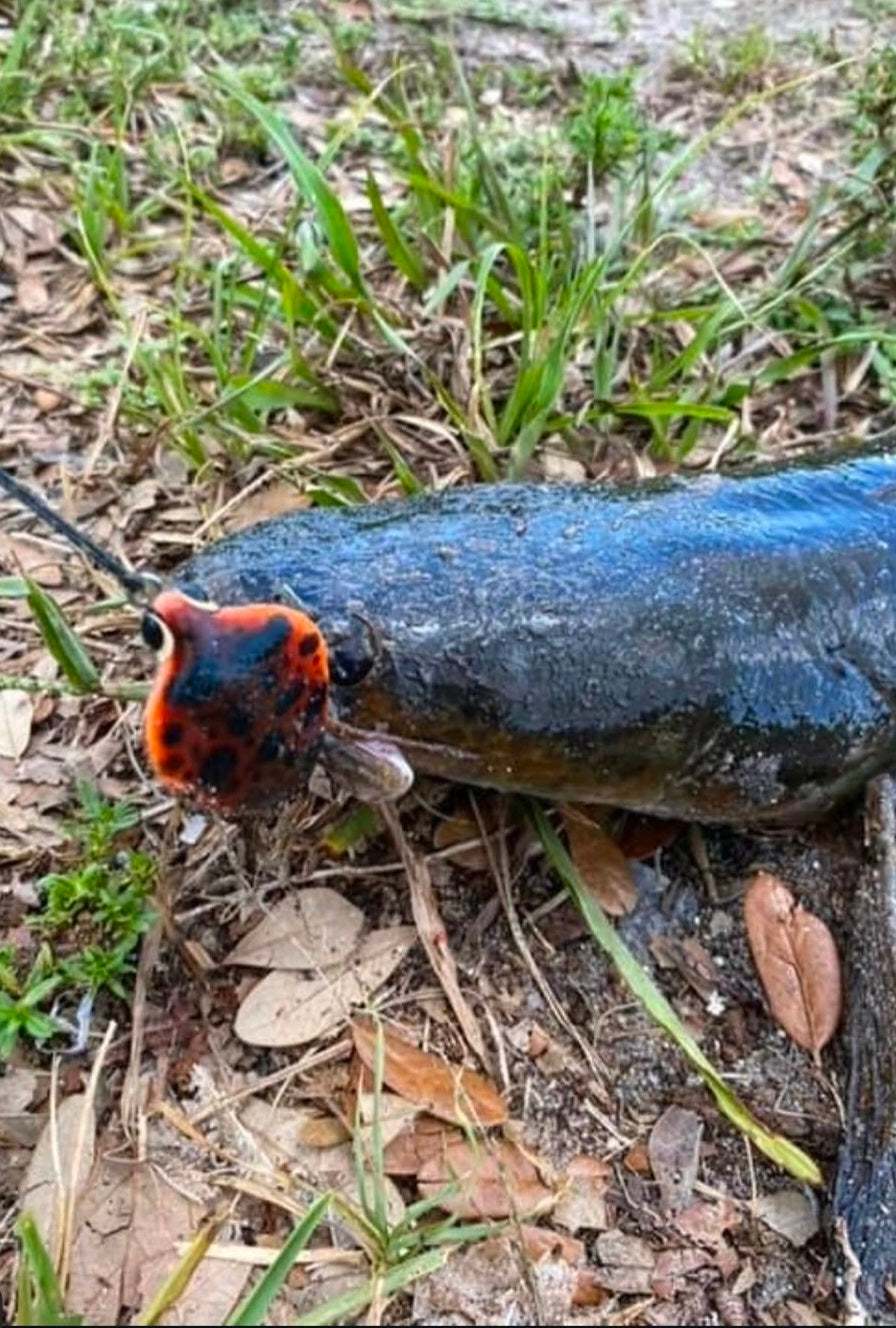 Invasive Lures King Cobra Planing Topwater Frog