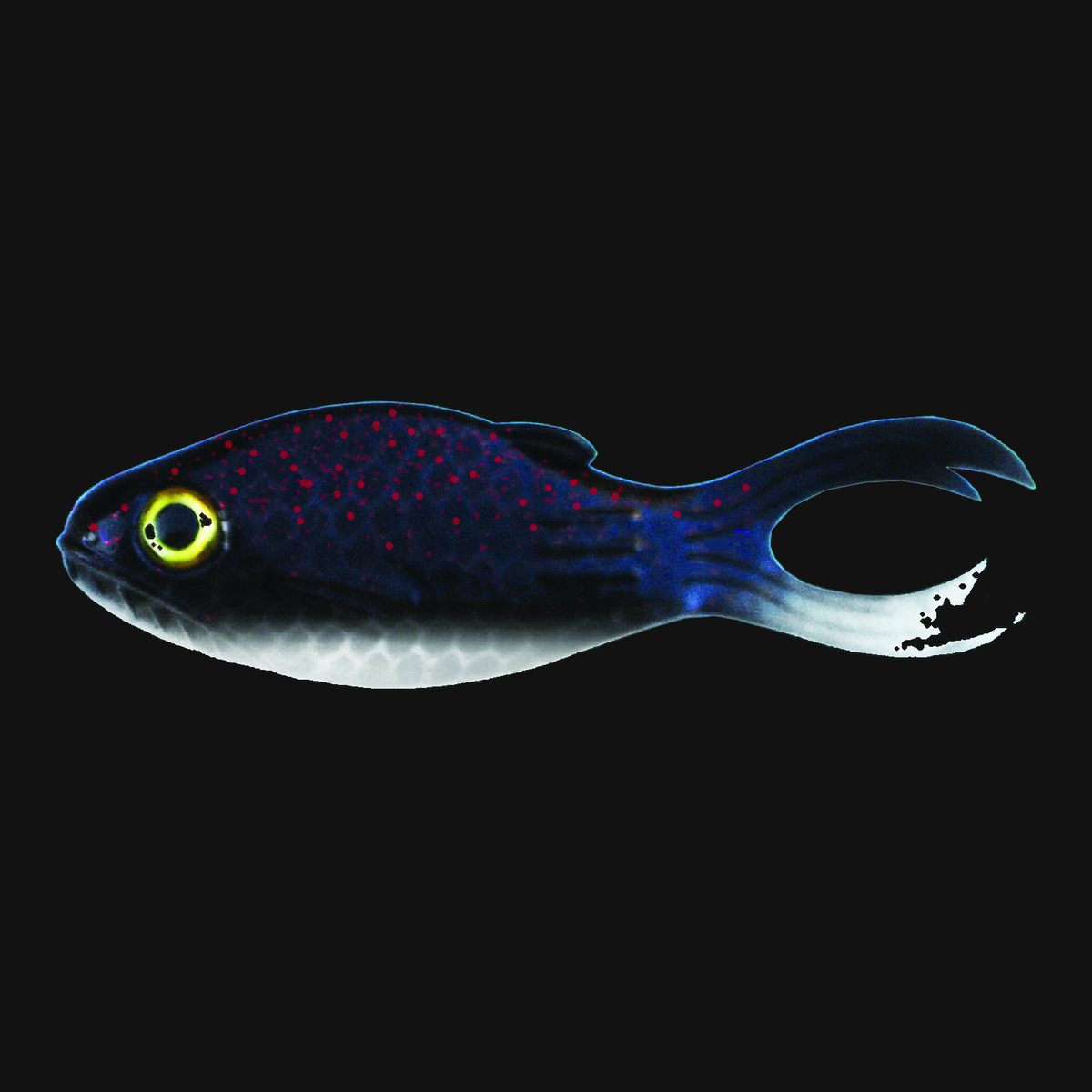 Big Bite Baits Warmouth 3.5" in Baby Bullhead