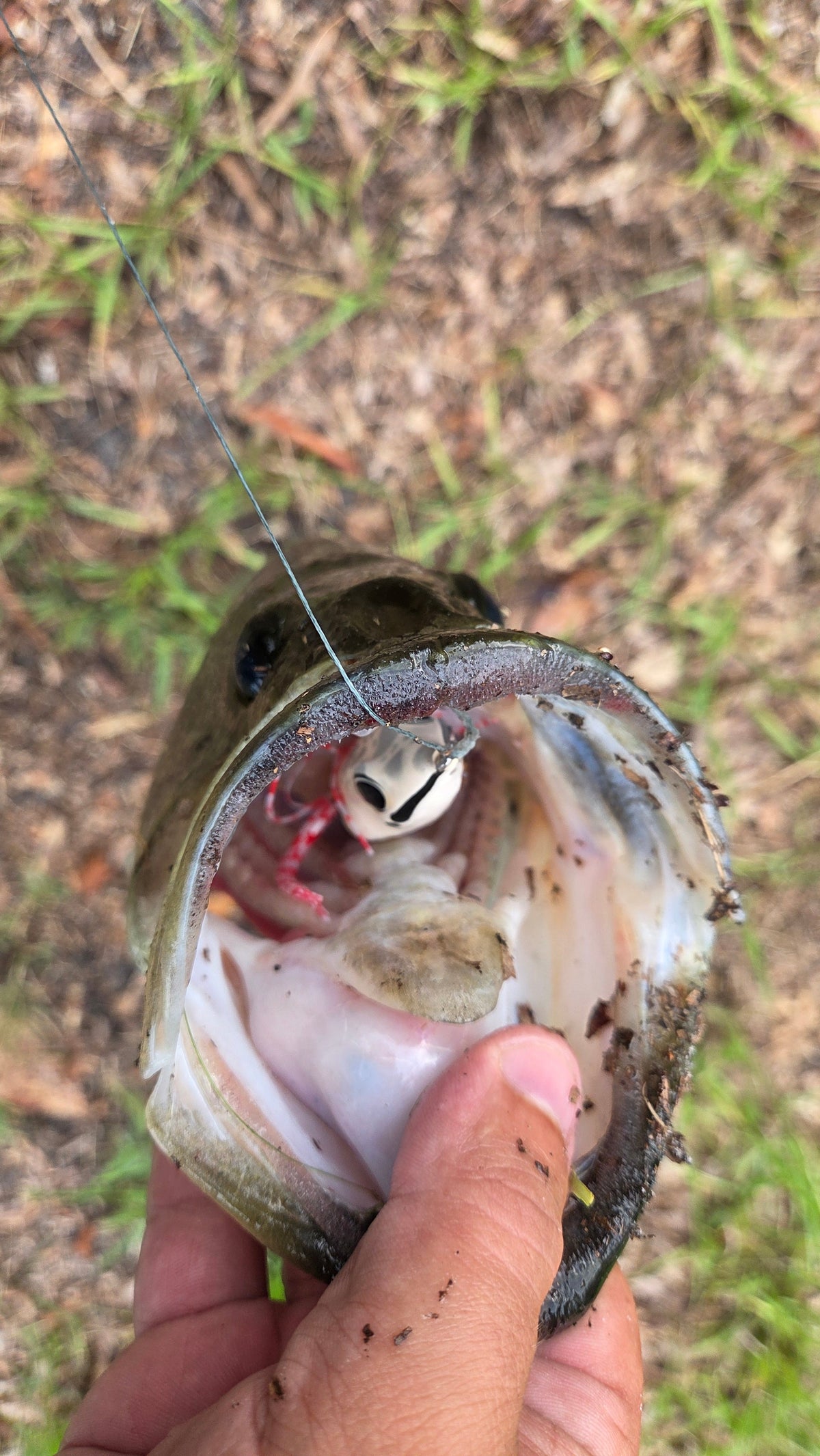 Invasive Lures Swamp Walker Hollow Body Frog