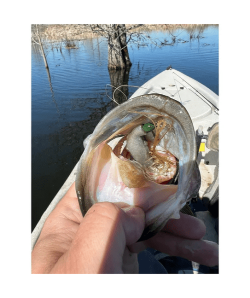 WM Bayou Techno Frog | Soft Plastic Frog Bait for Bass