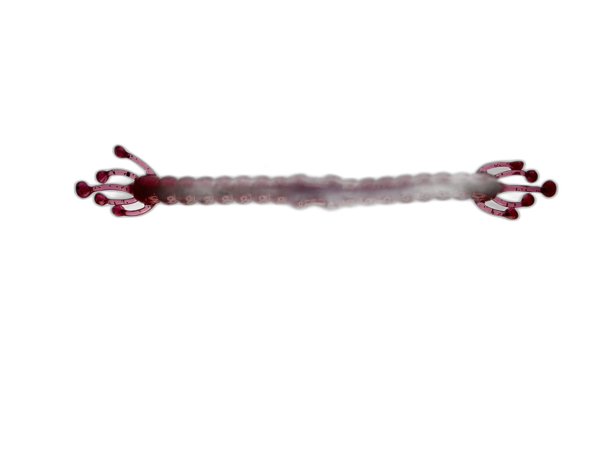 WM Bayou Wacky Alien | Soft Plastic Wacky Rig Worm for Bass