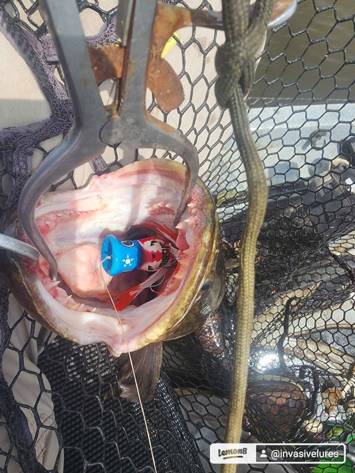 Invasive Lures Chuggerknot Hollow Body Popping Frog