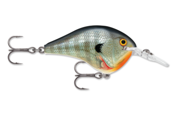 Bluegill pattern fishing crankbait with two treble hooks and a clear diving lip.