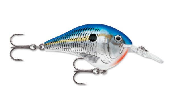 Blue shad fishing lure with silver scales, orange belly, and clear lip.