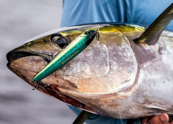A close-up of a large fish being held by a person wearing a light blue shirt, with a green and silver fishing lure lodged in the fish's mouth.