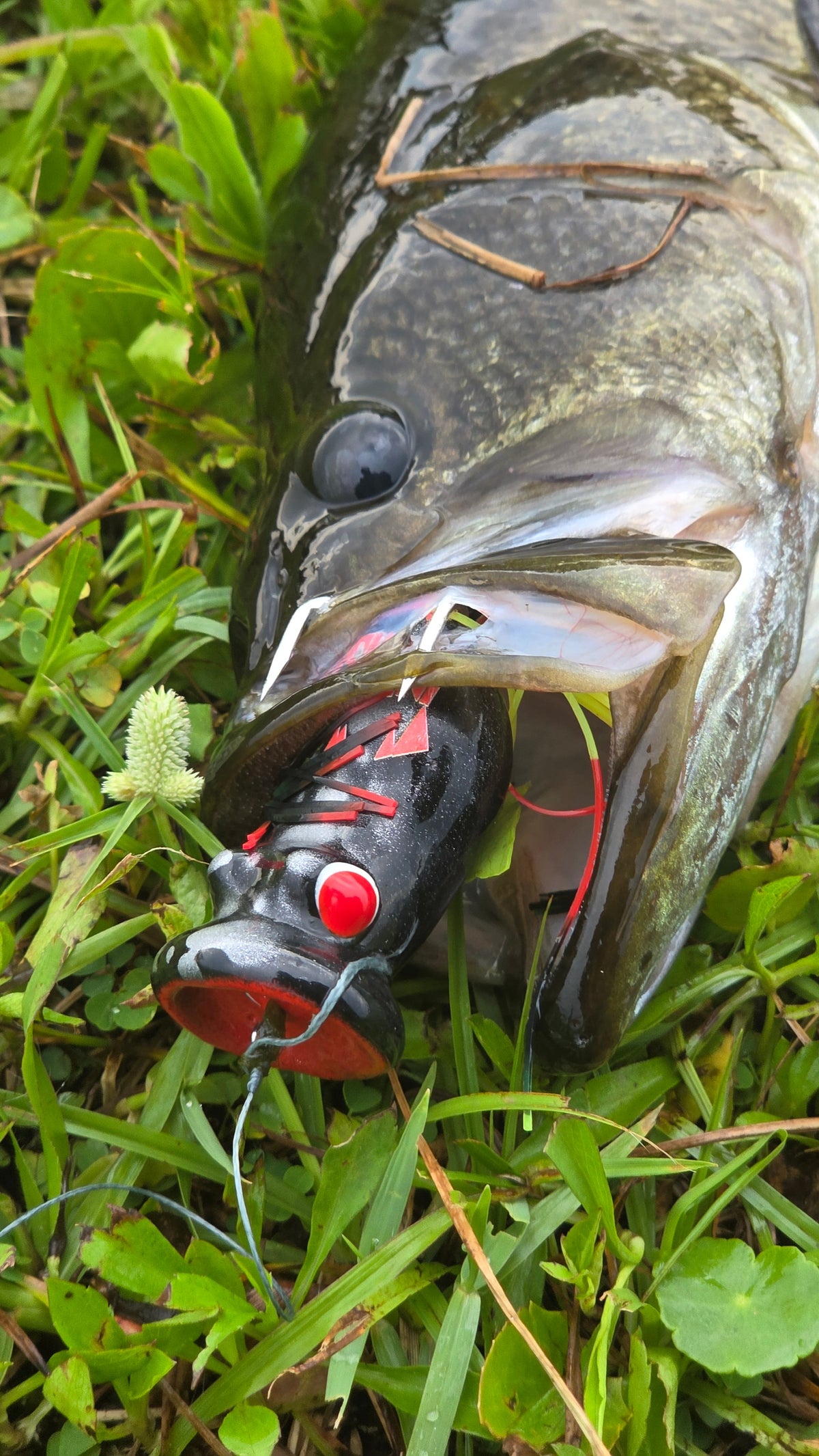 Invasive Lures Chuggerknot Hollow Body Popping Frog
