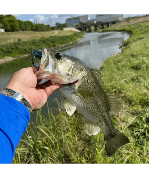 WM Bayou Techno Frog | Soft Plastic Frog Bait for Bass